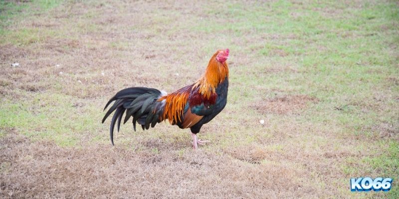 Các Thuật Ngữ Trong Đá Gà Và Ý Nghĩa Thuật Ngữ Nên Biết