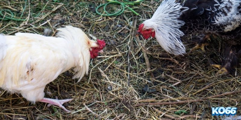 Các thuật ngữ trong đá gà liên quan đến đặt cược